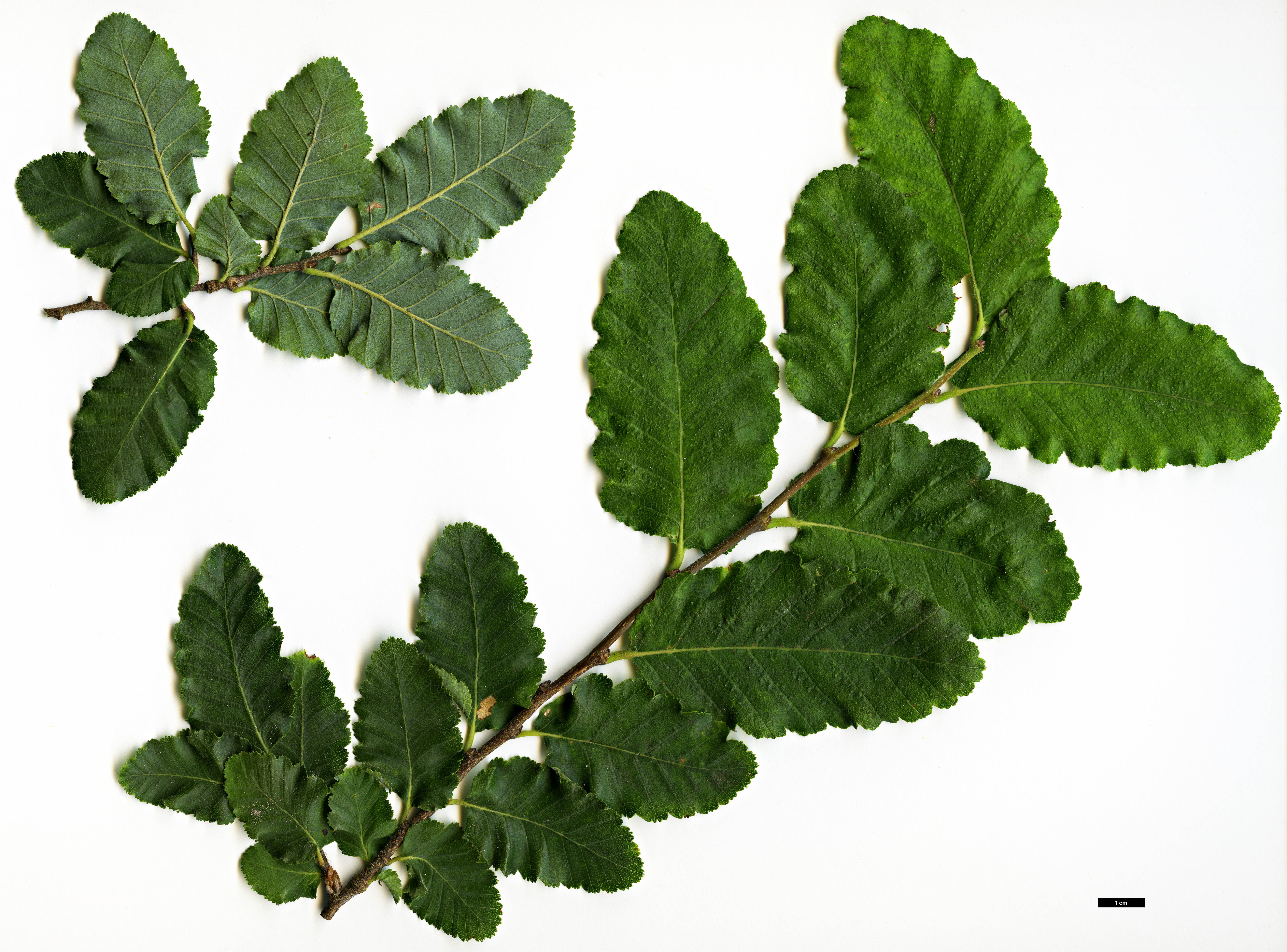 High resolution image: Family: Nothofagaceae - Genus: Nothofagus - Taxon: ×leonii (N.glauca × N.obliqua)